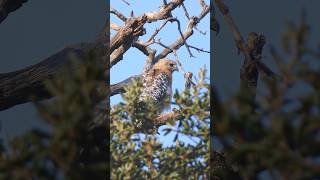 Redshouldered Hawk🐦Dead Oak Perch redshoulderedhawk [upl. by Hochman]