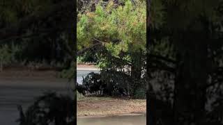 Flock of turkeys shelter under trees during rainstorm in Fort Collins Colorado [upl. by Cerys]