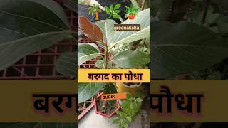 Banyan Tree। Ytshort greenaksha banyan । [upl. by Arvad83]