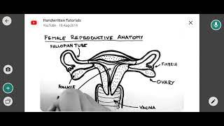 anatomy and physiology of internal reproductive system of female [upl. by Cheri]