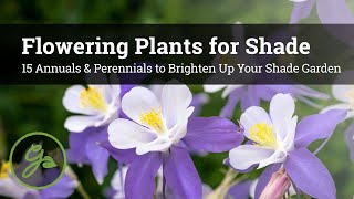 Flowering Plants for Shade  15 Annuals amp Perennials to Brighten Up Your Shade Garden [upl. by Aneelas]