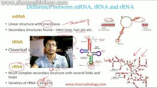 mRNA tRNA and rRNA [upl. by Faruq]