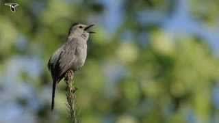 Gray Catbird singing [upl. by Iraj918]