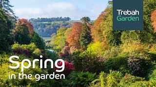 SPRING At Trebah Garden Cornwall  Trebah Through The Seasons [upl. by Warthman265]