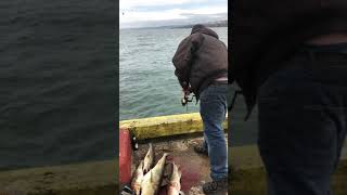 Newfoundland cod fishing [upl. by Aiekal]