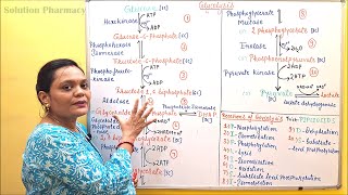 02 Glycolysis Part 01 Pathway  Glycolysis Steps amp Reactions  Carbohydrate Metabolism  Biochem [upl. by Teodoro]