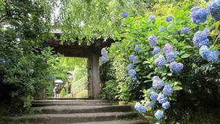 鎌倉のアジサイ寺（明月院、長谷寺、成就院）鎌倉観光 旅行 Kamakura Hydrangea temple spot 花の名所 紫陽花 鎌倉散歩 [upl. by Friedberg]