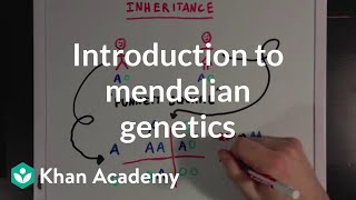 An Introduction to Mendelian Genetics  Biomolecules  MCAT  Khan Academy [upl. by Latton232]