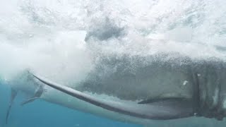 14 Ft Great White Shark Consumes Surfer  Jevan Wright [upl. by Kissee]