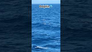 India aate time sea mein mili dolphin🐬😭🐳✅ dolphins explore travel shortvideo [upl. by Ltihcox]