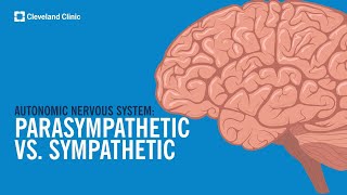 The Autonomic Nervous System Sympathetic vs Parasympathetic Explained [upl. by Harberd]