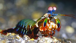 Peacock Mantis Shrimp The Fastest amp Most Powerful Punch [upl. by Noid769]