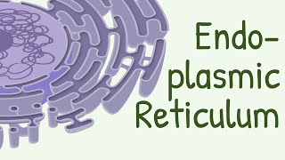 Endoplasmic Reticulum Structure amp Functions [upl. by Allyce]