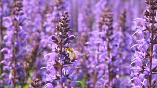 Bee Salvia Blue by You from Darwin Perennials [upl. by Eicyaj904]