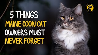 5 Things Maine Coon Cat Owners Must Never Forget [upl. by Ormand28]