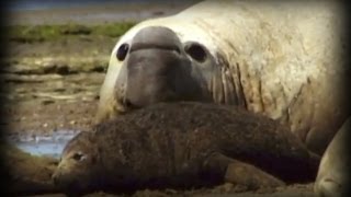 Patagonia Refugio de los Monstruos documental completo [upl. by Leban145]