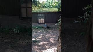 Black crowned crane Balearica pavonina birds [upl. by Garap]