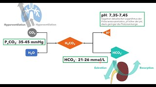 Blutgasanalyse Teil 2  SäureBasenHaushalt Einführung für das Medizinstudium [upl. by Tabshey]