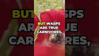 The Fuzzy Truth About Bees And Their Stinging Cousins [upl. by Zeke]