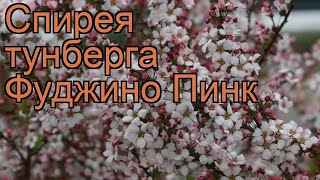 Спирея тунберга Фуджино Пинк spiraea thunbergii 🌿 обзор как сажать саженцы спиреи Фуджино Пинк [upl. by Arammahs]