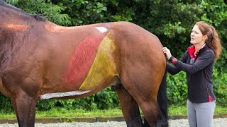 Videoblog Gisella Bartels Train de buik en rugspieren van je paard 1 [upl. by Liatrice708]