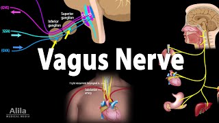 Vagus Nerve  Neuroanatomy and Functions Animation [upl. by Weinrich431]