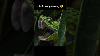 Animals yawning 🥱 animals [upl. by Anirb770]