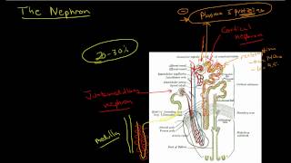 Physiology of the Nephron 1 [upl. by Nutsud]