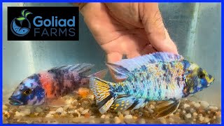 Blue OB Dolphin Cichlid [upl. by Yraunaj]