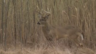 Experts warn public of dangers of chronic wasting disease in deer [upl. by Atiniv]