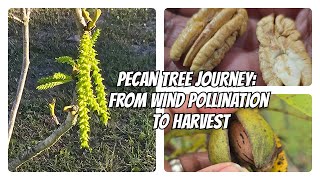 Pecan Tree Journey From Wind Pollination to Harvest [upl. by Hopper]