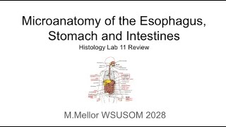 Histology  Micro anatomy of the Esophagus Stomach and Intestines Lab 11 Review [upl. by Ahsauqram424]