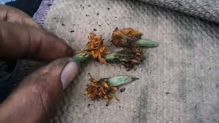 Collecting Marigold seeds from a flower [upl. by Ynnav]