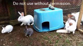 Nature can be cruel  adult rabbit attacks baby bunny [upl. by Tse91]