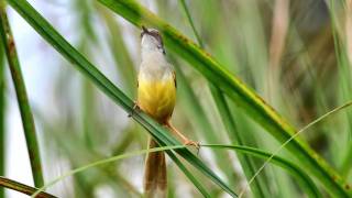 Yellowbellied Prinia Prinia flaviventris delacouri [upl. by Ayahs]