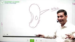 Protozoa Phylum science civilserviceexam csirnet net Net [upl. by Lyle]