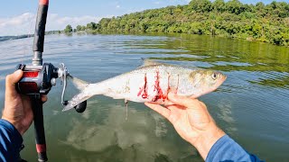 4 Hours of RAW and UNCUT Kayak Catfishing on Watts Bar Reservoir of the Tennessee River [upl. by Einaffets118]