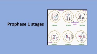 Prophase 1 Stages  Meiosis [upl. by Nirrep]