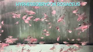 Hyphessobrycon rosaceus bred [upl. by Nanis]