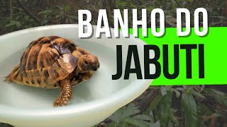 O banho do JABUTI livecomyoutube jabuti diversão [upl. by Ekyt222]