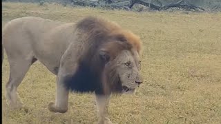 Plains Camp Male Lions Chasing Nkuhuma Lioness  14 May 2024 [upl. by Llerrehc166]