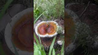 Ganodermataceae a family of Fungi shorts texasbeauty nature cuocsongmy countrylife [upl. by Aynik]