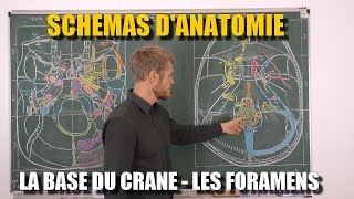 ANATOMIE DU CRÂNE  La base du crâne  Les foramens et leur contenu Partie 3 [upl. by Filiano551]