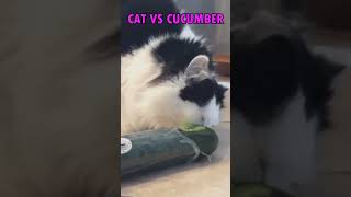 Why are cats afraid of cucumber [upl. by Thurber658]