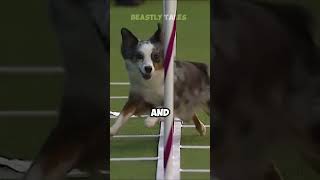 Top 3 Most Athletic Dog Breeds [upl. by Littman952]