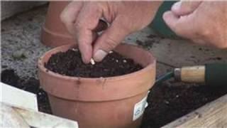 Gardening From Seeds  How to Plant Seeds in a Container [upl. by Lindon493]