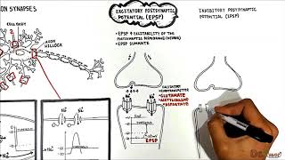 Neuron Neuron Synapses EPSP vs IPSP [upl. by Fritzie]