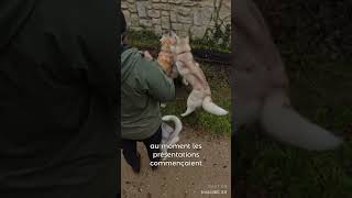 Les raisons de l’assaut partie 1 chien husky educationcanine chiens huskylife dog [upl. by Rancell]