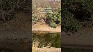 Tiger amp deer in one pond ranthambore ranthambhore wildlife tiger jungle animal shorts bigcat [upl. by Alien648]