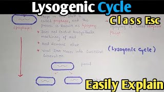 Lysogenic Cycle Of Bacteriophage Fully Explained  Class 11 Biology [upl. by Storz]